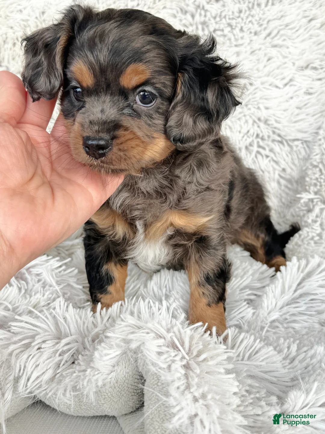 Cavapoo dogs for sale: Epcot - Ad 2