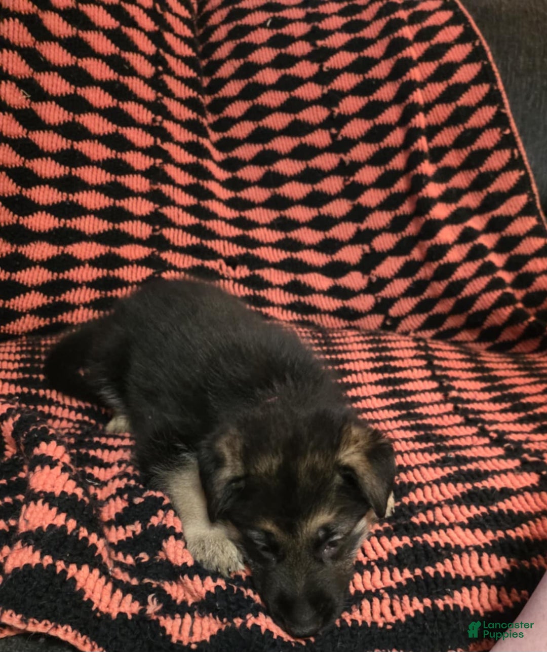 German Shepherd dogs for sale: Moon - Ad 1