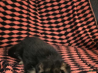 German Shepherd dogs Moon - Ad 18