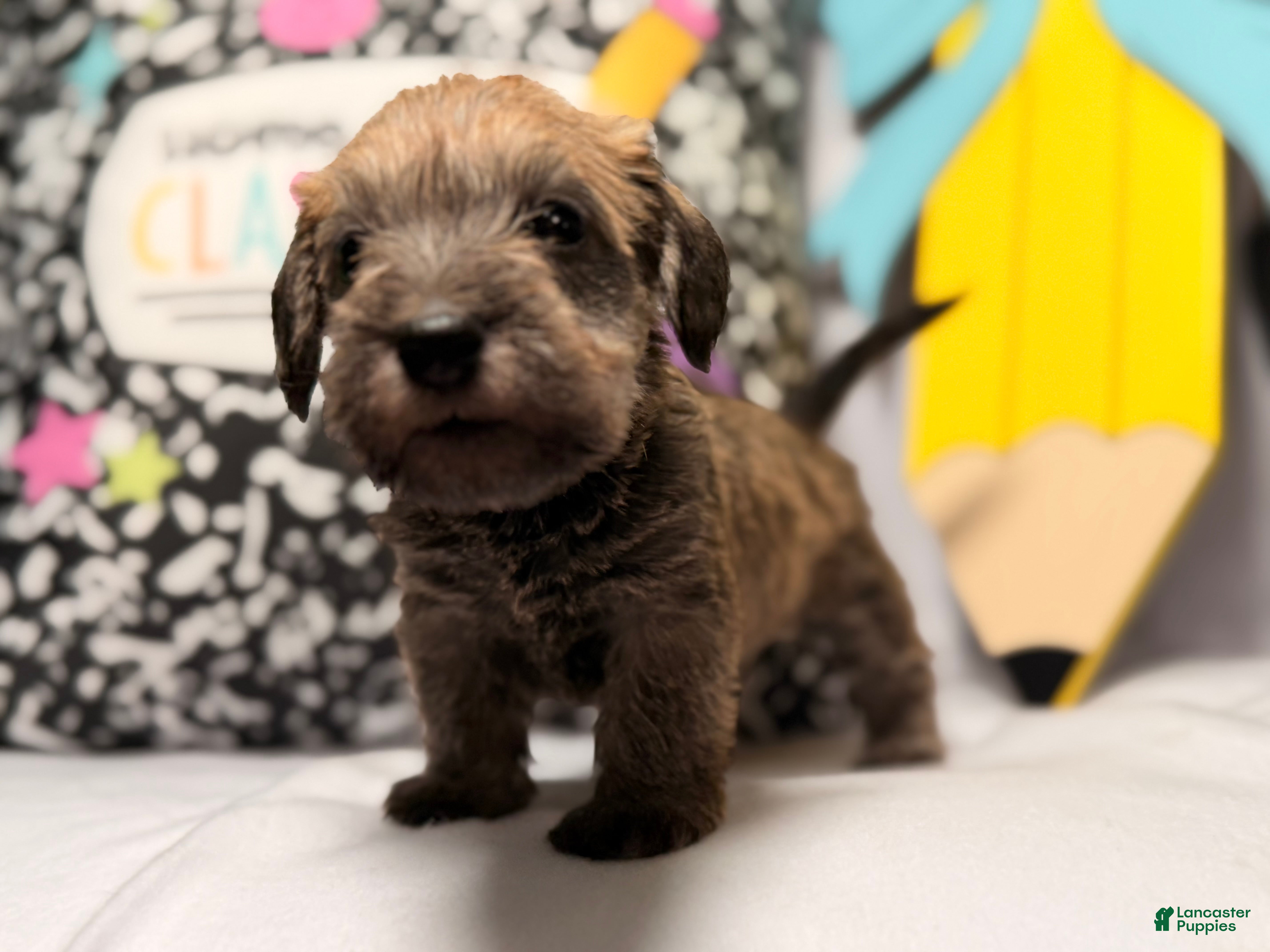 Mixed Breed dogs for sale: Chewpy - Ad 1
