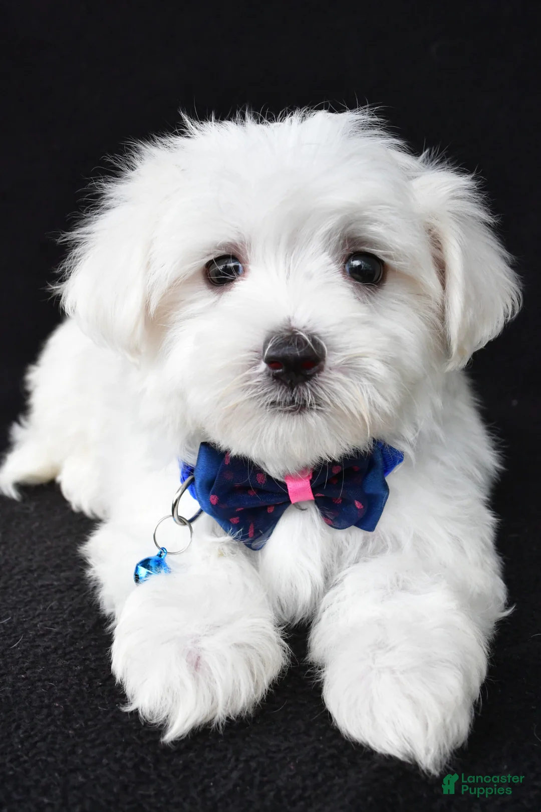 Maltese dogs for sale: Toby - Ad 2