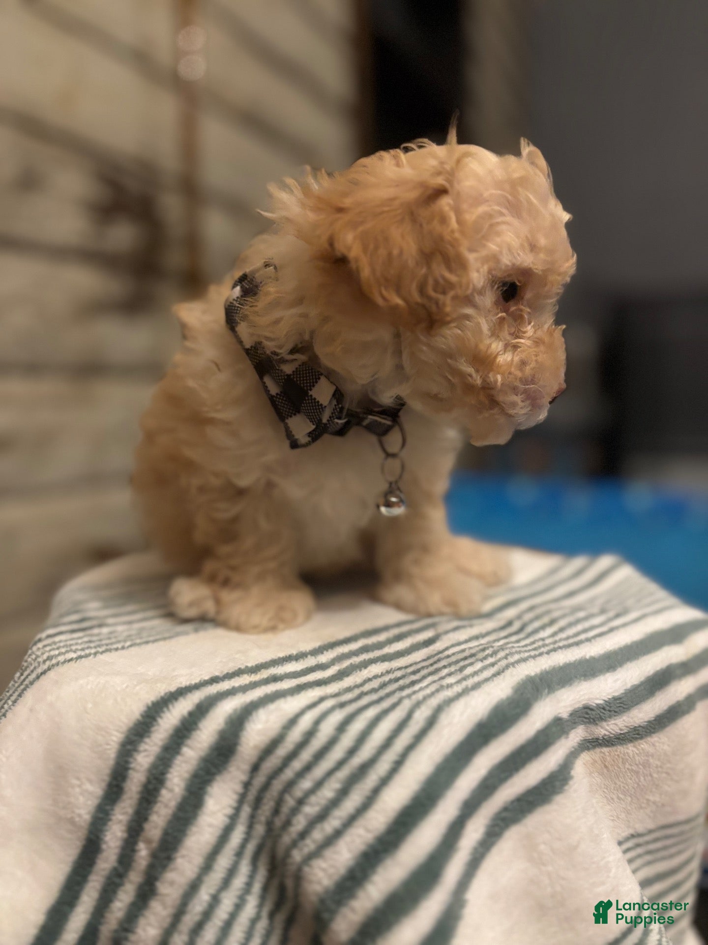 Maltipoo dogs for sale: Tater - Ad 2
