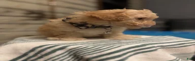 Tater