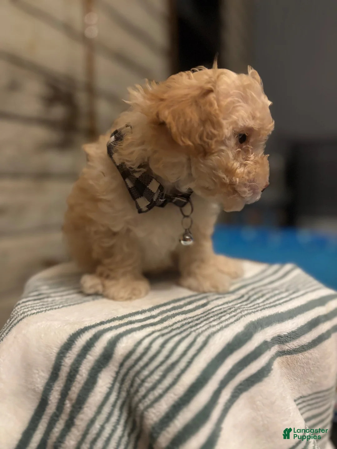 Maltipoo dogs for sale: Tater - Ad 1
