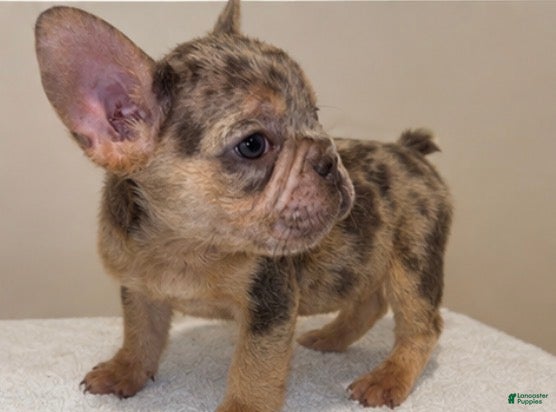 French Bulldog dogs Halo  - Ad 2