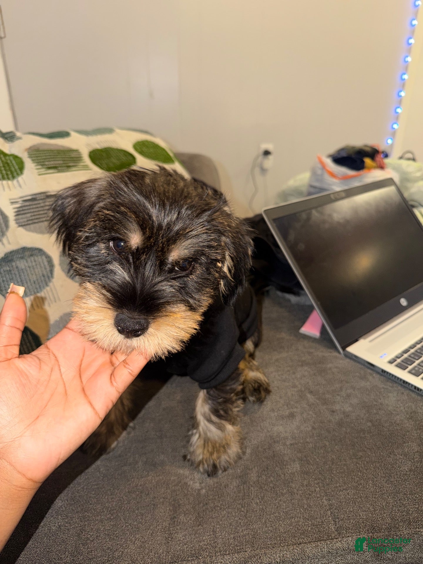 Mixed Breed dogs for sale: Mixed Breed 1 - Ad 13