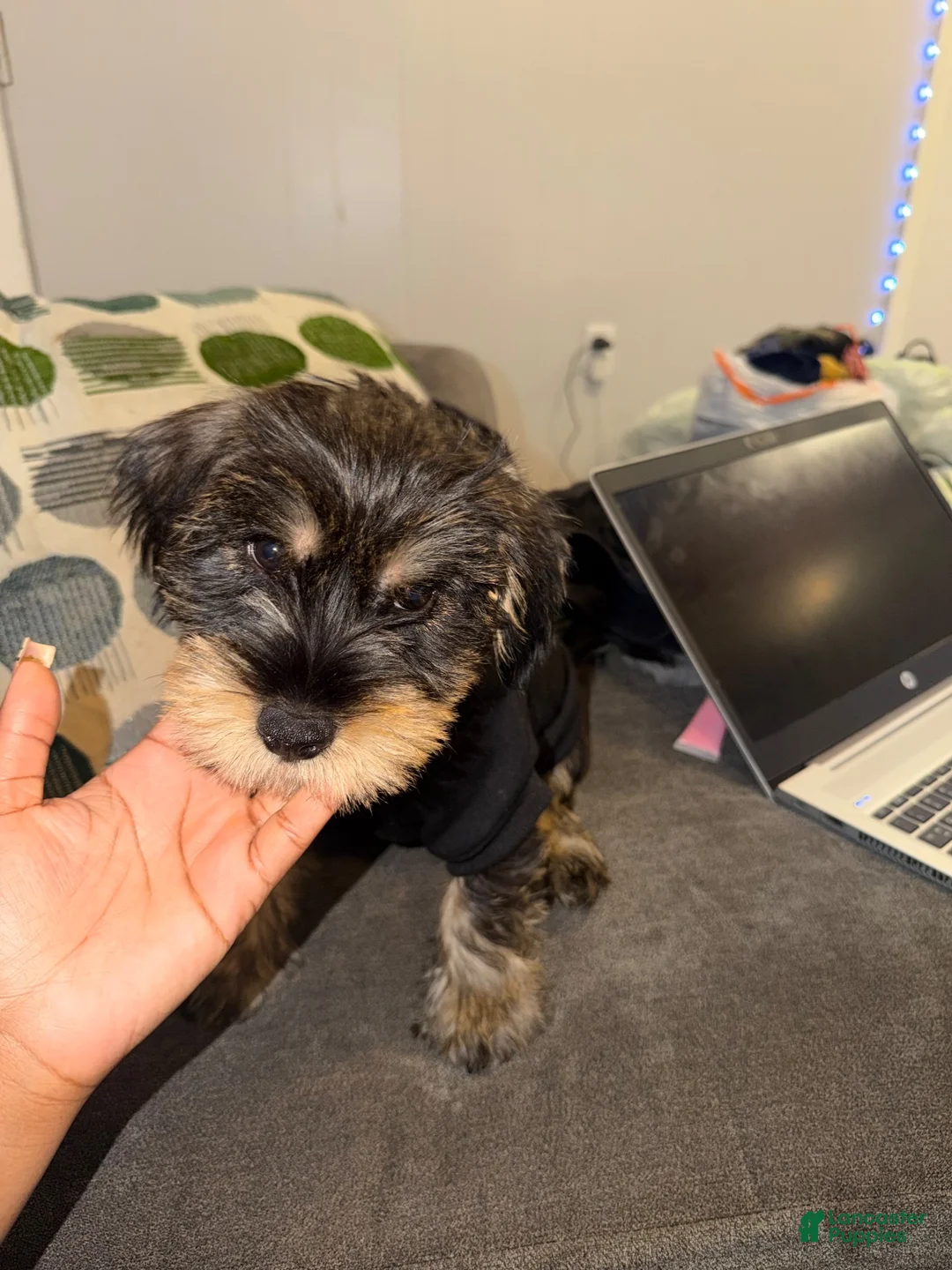 Mixed Breed dogs for sale: Mixed Breed 1 - Ad 1