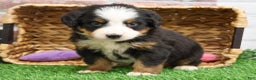 Bernese Mountain Dog dogs for sale: Holly  - Ad 1