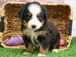 Bernese Mountain Dog dogs Holly - Ad 25