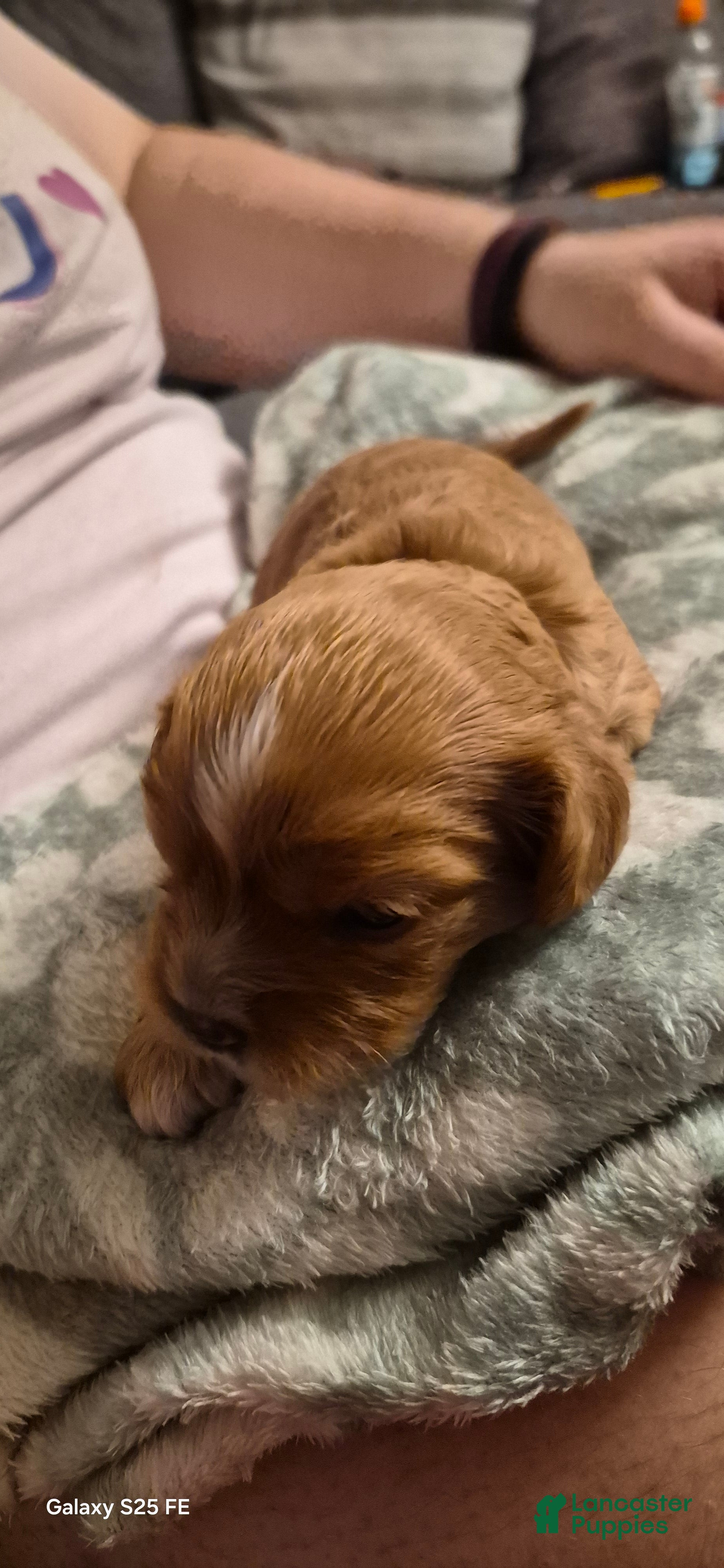 Cavapoo dogs Cavapoo 6 - Ad 1