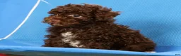 Havapoo dogs for sale: Darla - Ad 10