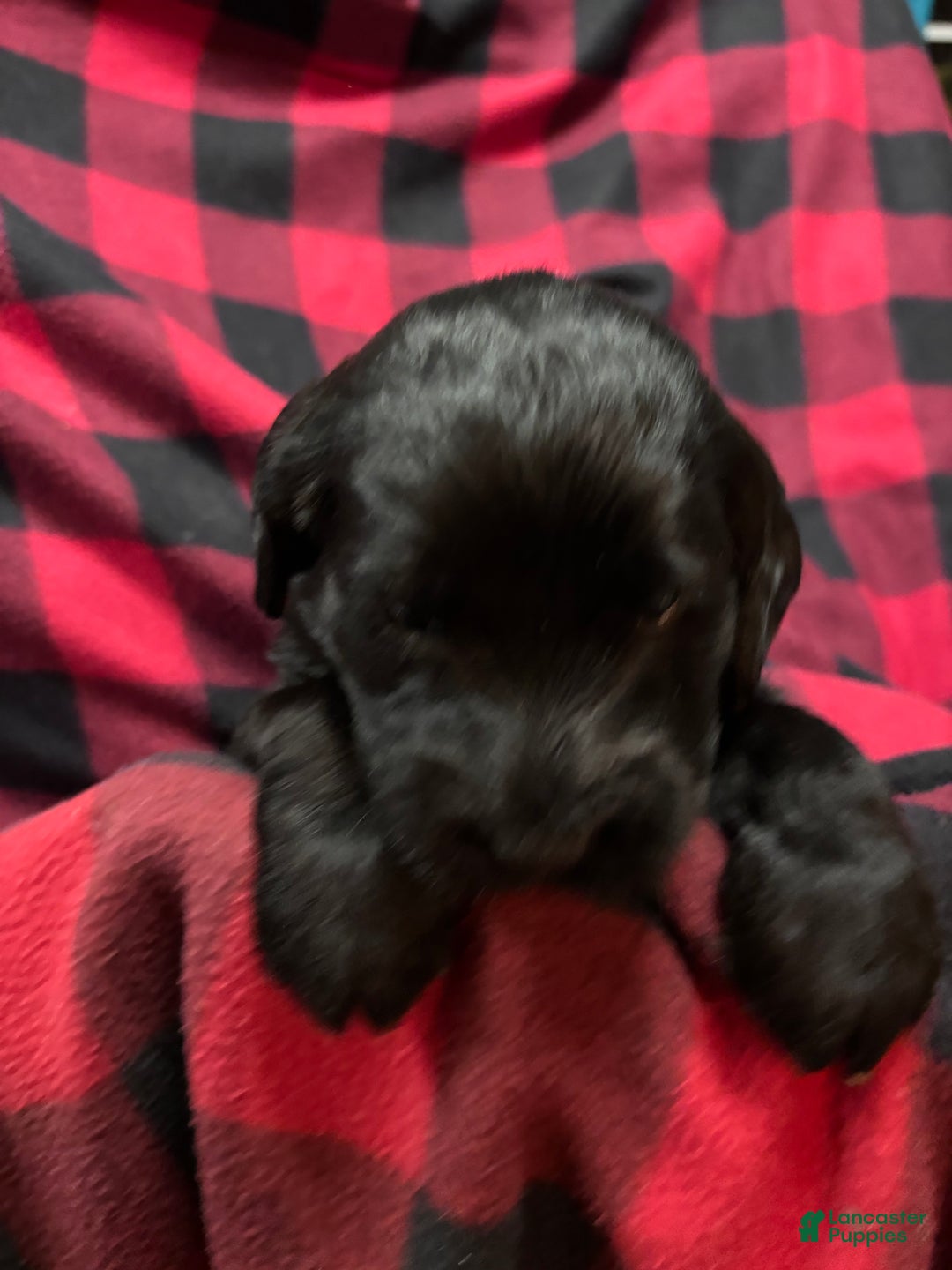 Labradoodle dogs for sale: Labradoodle Puppy 8 - Ad 2