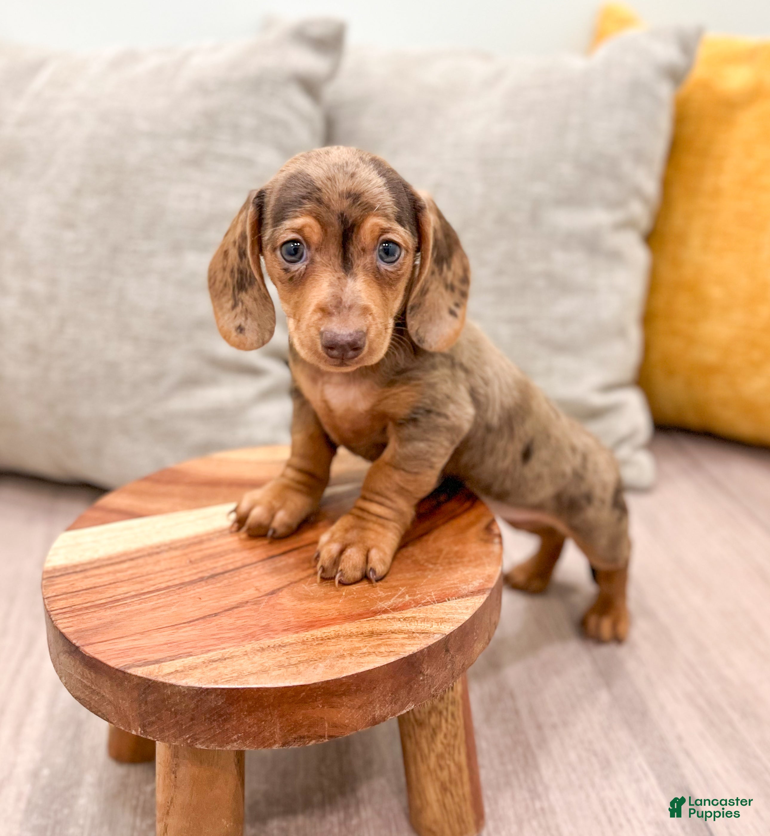 Miniature Dachshund dogs for sale: Gracie - Ad 2