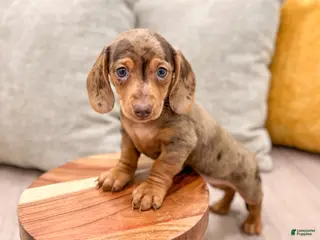 Miniature Dachshund dogs Gracie - Ad 36