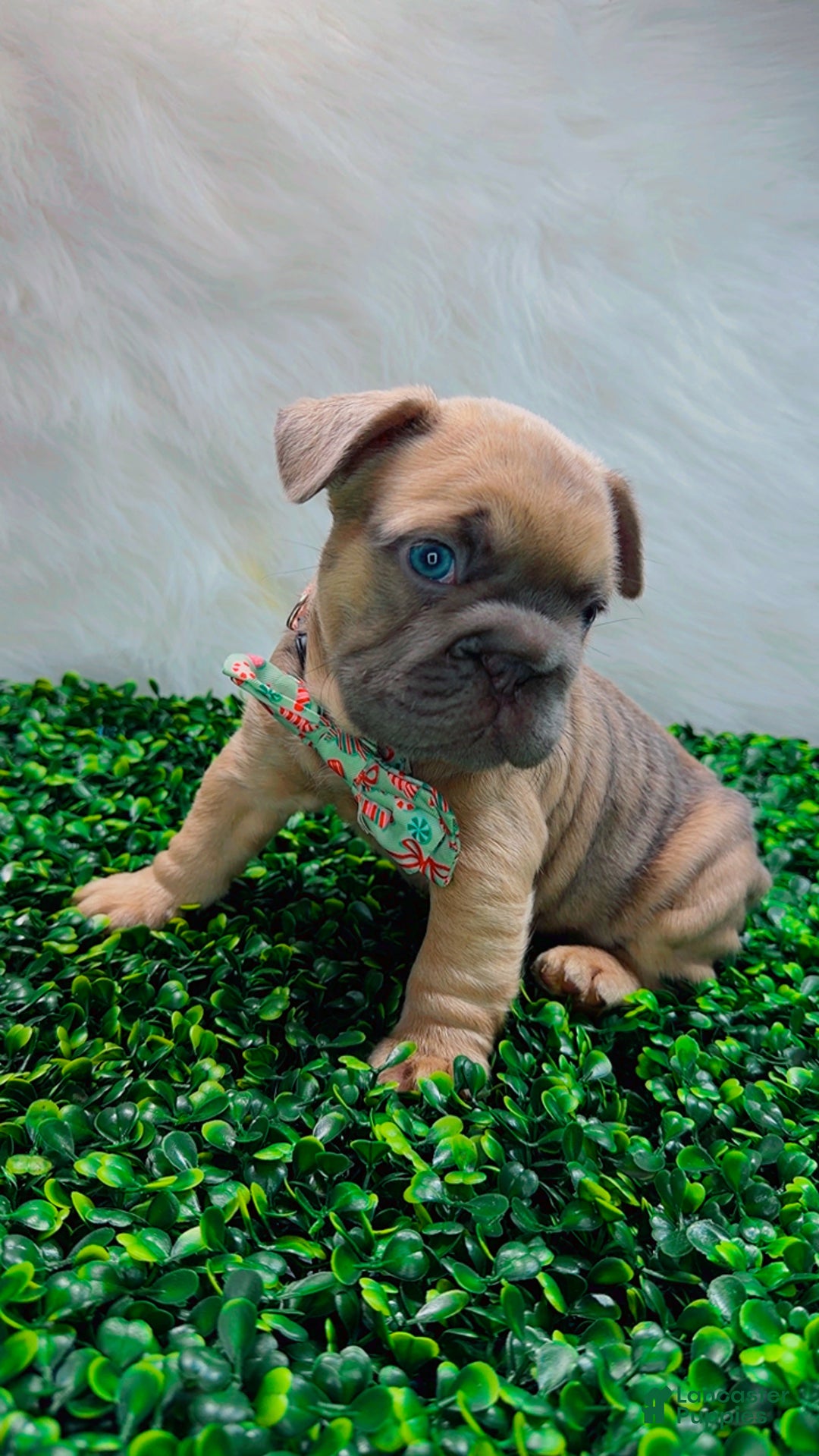 French Bulldog dogs for sale: MAVI - Ad 6