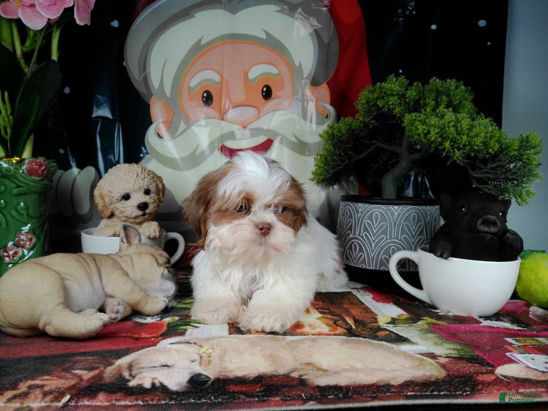Shih Tzu dogs for sale: piolin - Ad 3