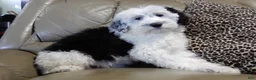 Sheepadoodle dogs for sale: Kenny - Ad 5