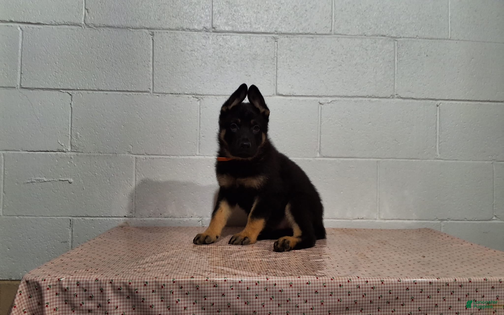 German Shepherd dogs Hero - Ad 3