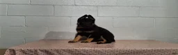 German Shepherd dogs for sale: Hero - Ad 1