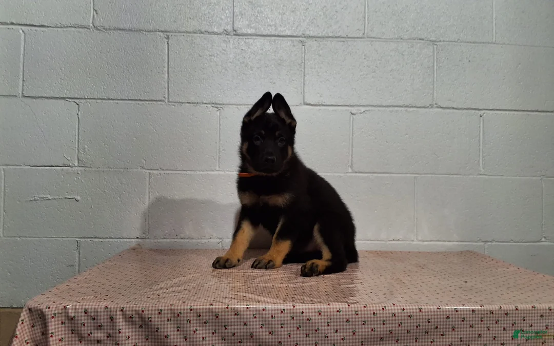 German Shepherd dogs for sale: Hero - Ad 1