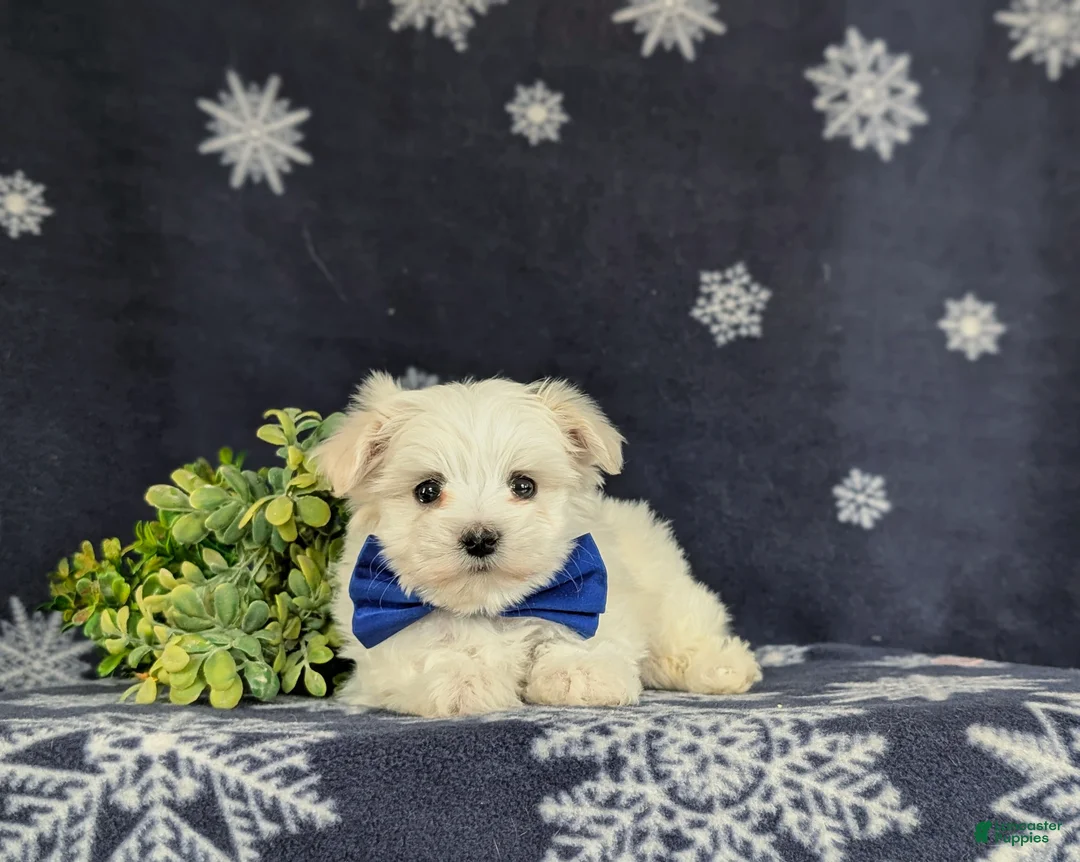 Maltese dogs for sale: Eddie 6 lbs Full Grown - Ad 5
