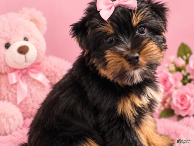 Yorkshire Terrier dogs Girl - Ad 3