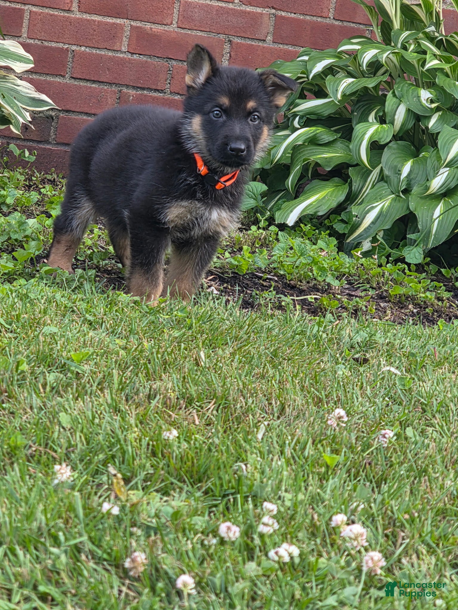 German Shepherd dogs Matthew - Ad 30