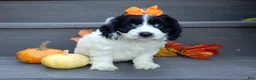 Cockapoo dogs for sale: Molly - Ad 3
