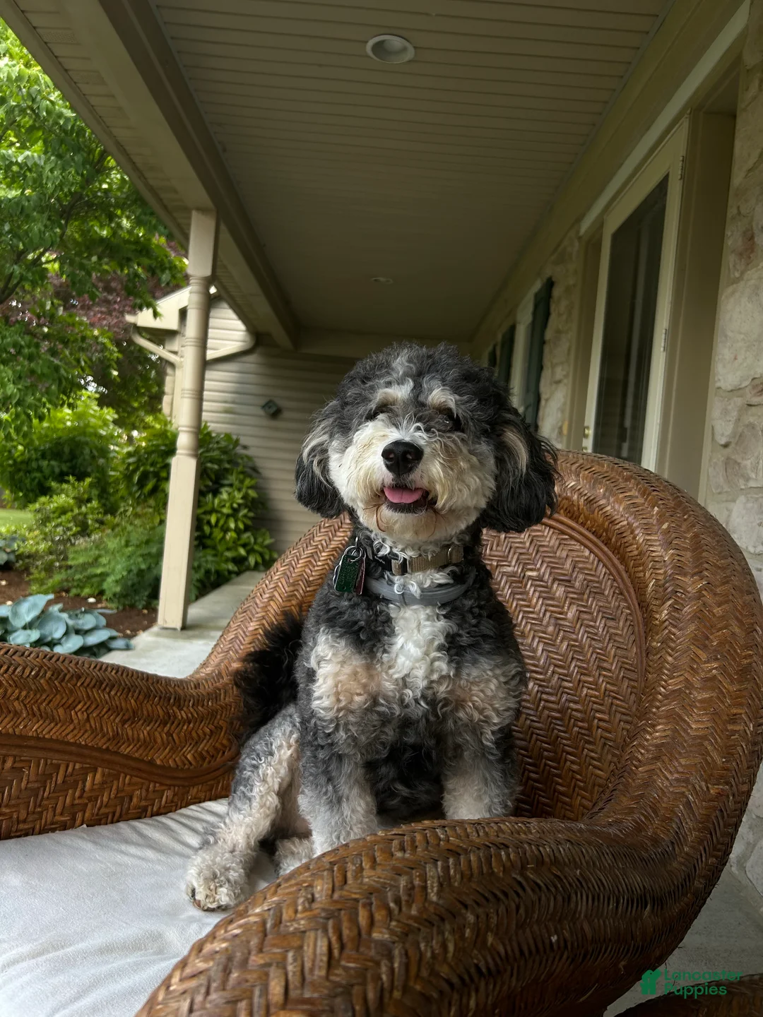 Mini Bernedoodle dogs for sale: Mini Bernedoodle Puppy 5 - Ad 3