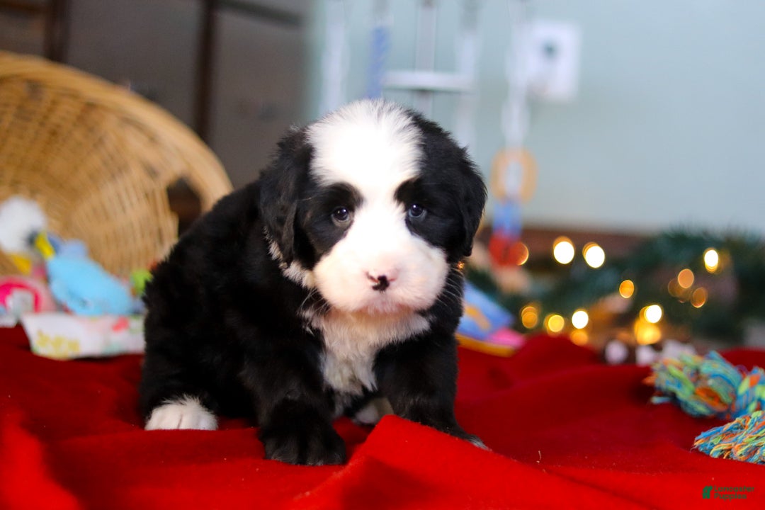 Bernedoodle dogs for sale: Charlie - Ad 3