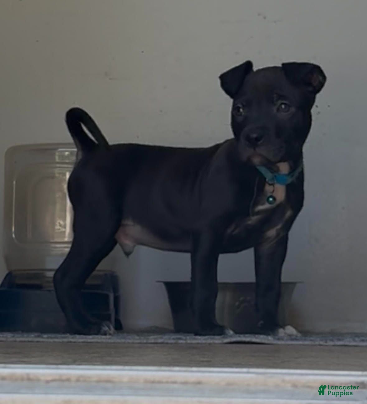 Mixed Breed dogs Mixed Breed 1 Blue Male - Ad 6