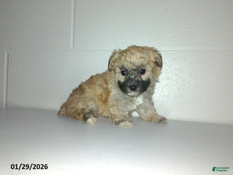 Yorkiepoo dogs Cara  - Ad 2