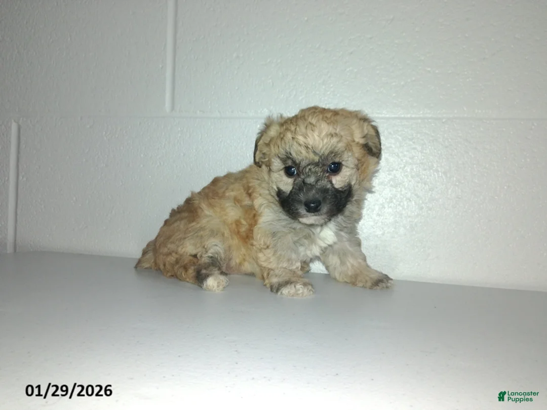 Yorkiepoo dogs for sale: Cara  - Ad 2