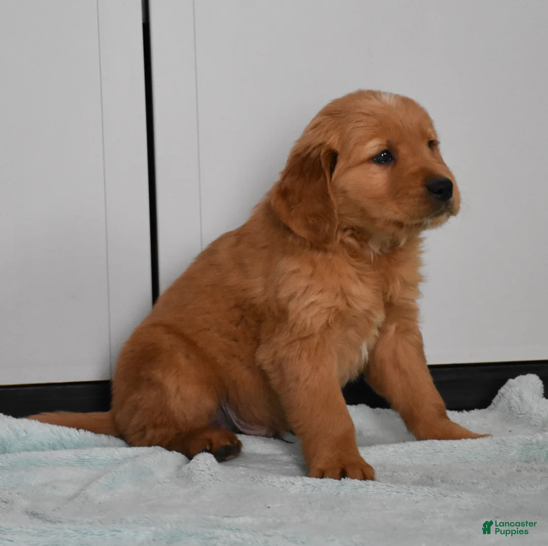 Golden Retriever dogs for sale: Sawyer   Genetic/OFA  - Ad 11