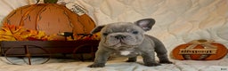 French Bulldog dogs for sale: River  - Ad 15