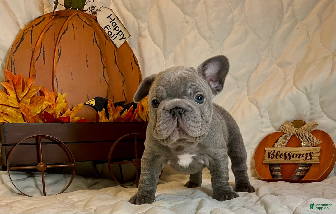 French Bulldog dogs for sale: River  - Ad 15
