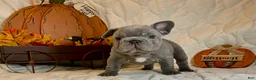 French Bulldog dogs for sale: River  - Ad 33