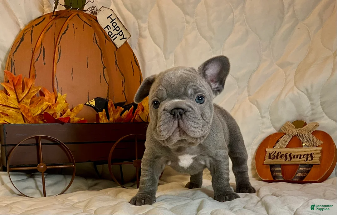 French Bulldog dogs for sale: River  - Ad 33