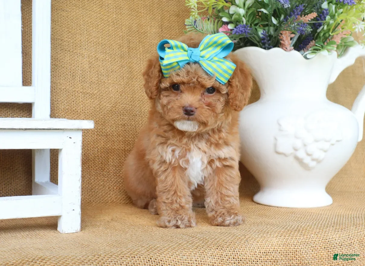 Cavapoo dogs Rosie - Ad 2