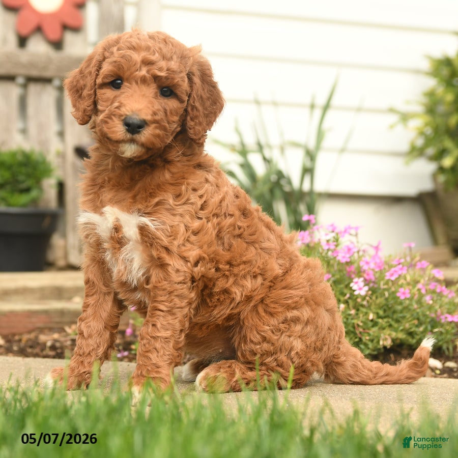 Goldendoodle dogs Reeses - Ad 1