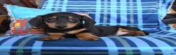Miniature Dachshund dogs for sale: Billie - Ad 3