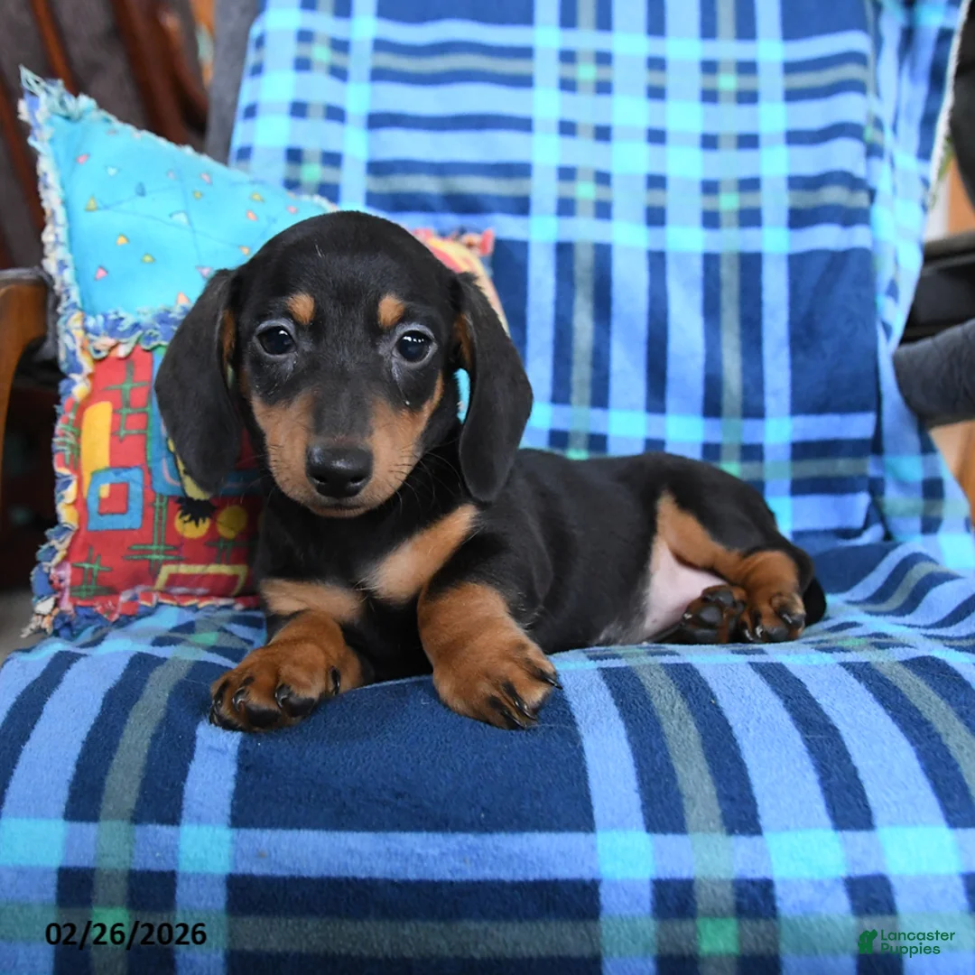 Miniature Dachshund dogs for sale: Billie - Ad 3