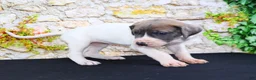Great Dane dogs for sale: Janie - Ad 14