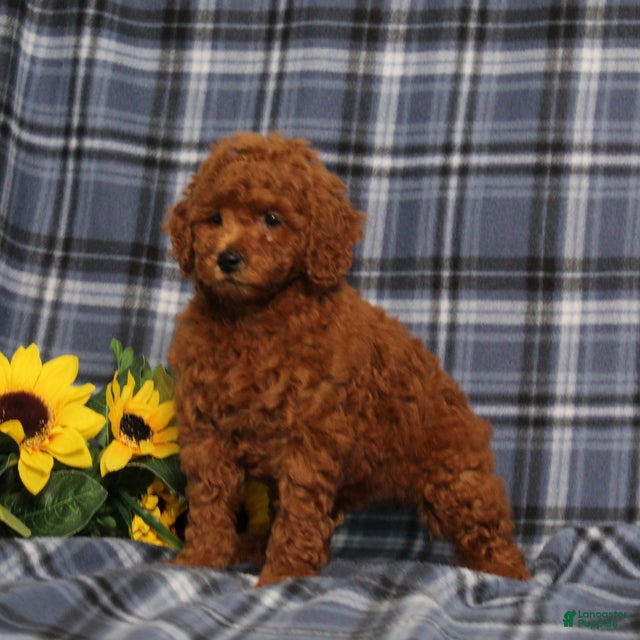 Miniature Poodle dogs Colton - Ad 2