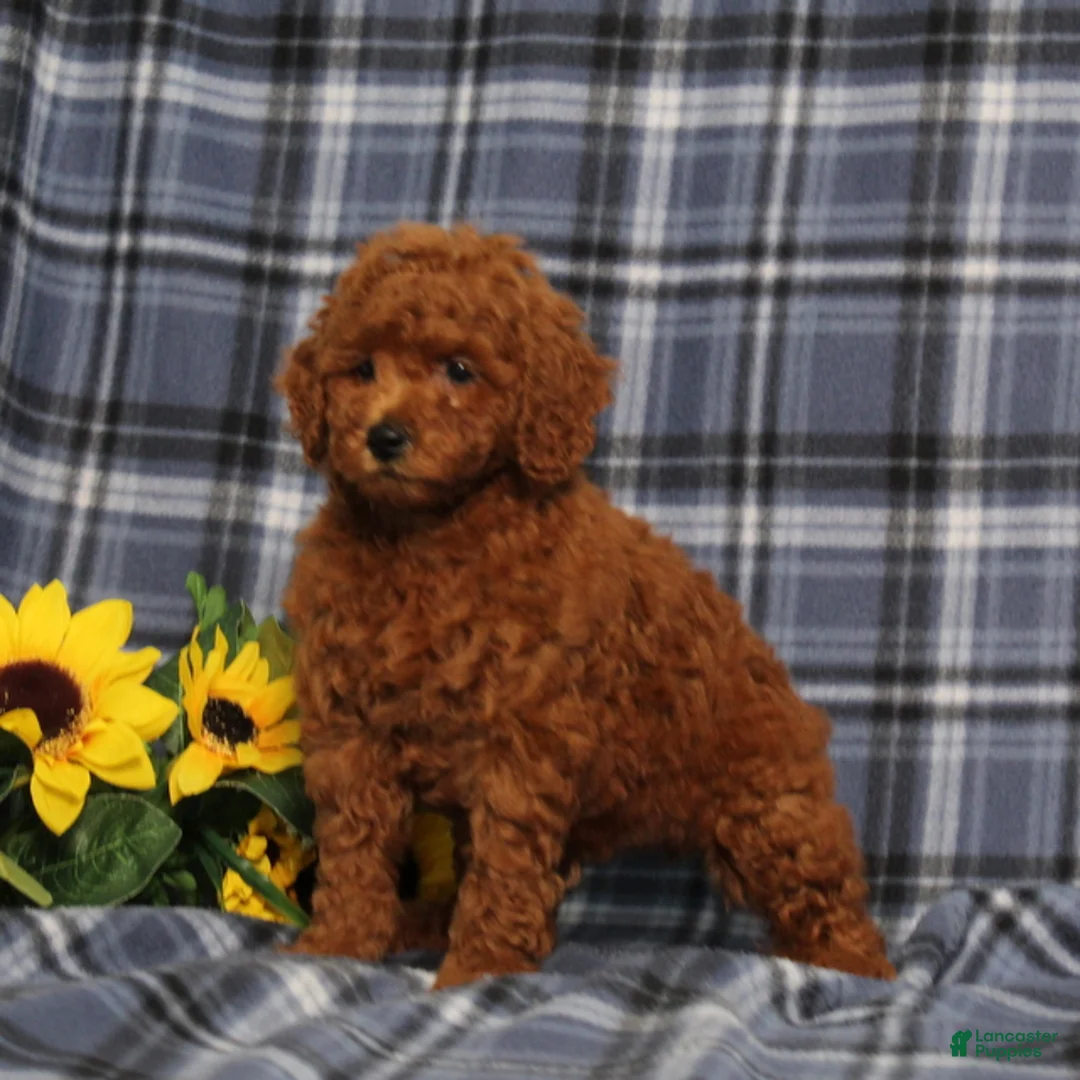Miniature Poodle dogs for sale: Colton - Ad 2