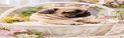 French Bulldog dogs for sale: French Bulldog Puppy 1 - Ad 3
