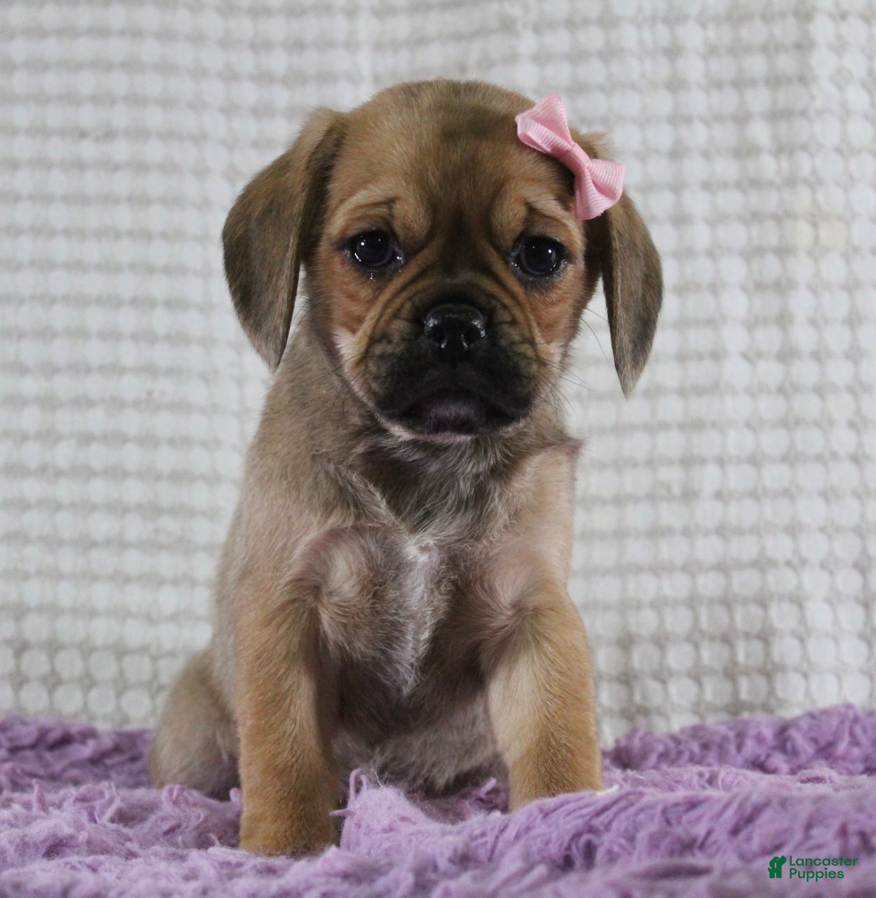Puggle dogs Willow - Ad 31