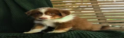 Miniature Australian Shepherd dogs for sale: Maple   - Ad 3