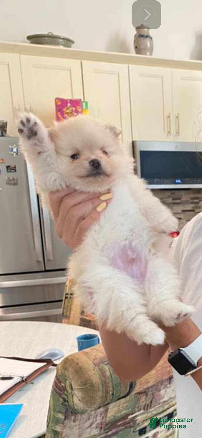 Pomeranian dogs for sale: Prince - Ad 1