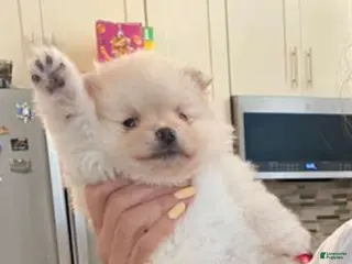 Pomeranian dogs for sale: Prince - Ad 1